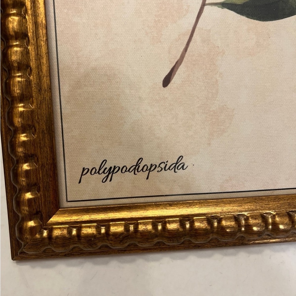 Polypodiopsida fig.18 picture frame decor - Picture 4 of 8